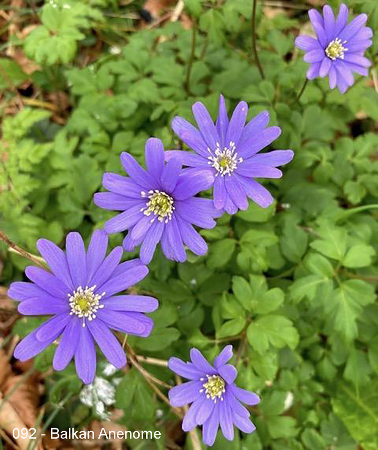 092 - Balkan Anenome